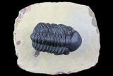 Reedops Trilobite - Atchana, Morocco #71617-1